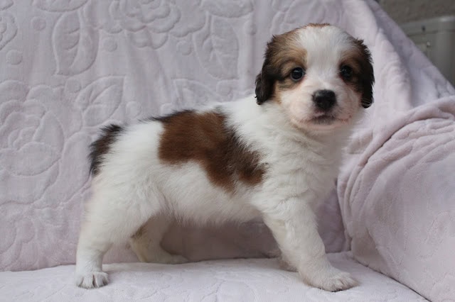 子犬のアップ写真、白と茶色の毛並みが特徴的です.