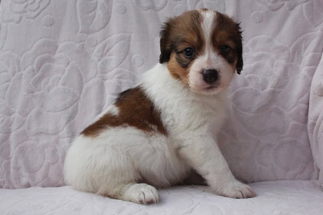 かわいい子犬の写真.