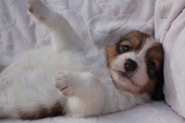 子犬がリラックスして寝ている様子.