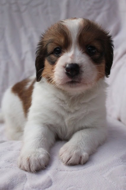 子犬のアップ写真、ふわふわの毛と大きな瞳が魅力的です.