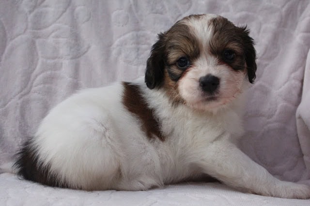 白と茶色の子犬のアップ写真.