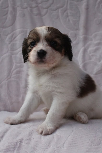 子犬のアップ写真、ふわふわの毛と大きな目が魅力的です。.