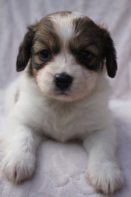 子犬のアップ写真、ふわふわの毛と大きな瞳が魅力的です。.