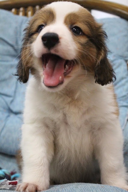 子犬のアップ写真、幸せそうな表情を見せる.