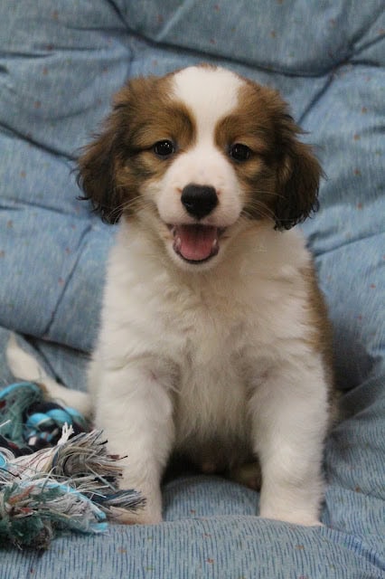 子犬のかわいい表情とふわふわの毛並み.