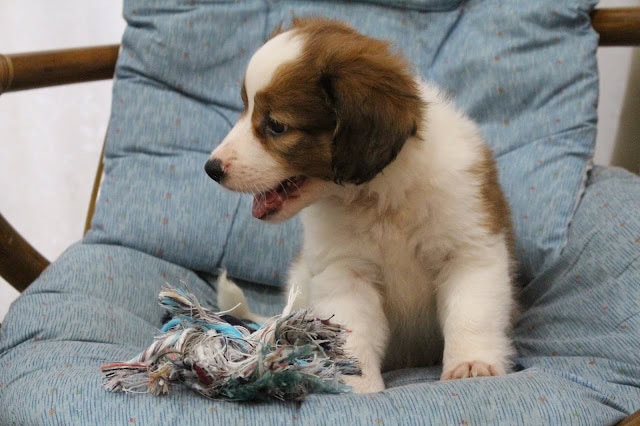 子犬が遊んでいる様子を捉えた写真です。.