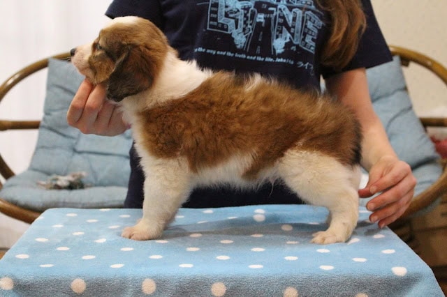 子犬の全体像と側面の様子.