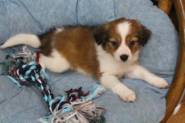 子犬がソファに横たわる姿と遊び道具のロープ.