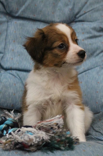 子犬のかわいい顔とふわふわの毛並み.