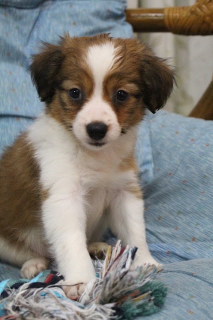 子犬のかわいい表情とふわふわの毛並み.