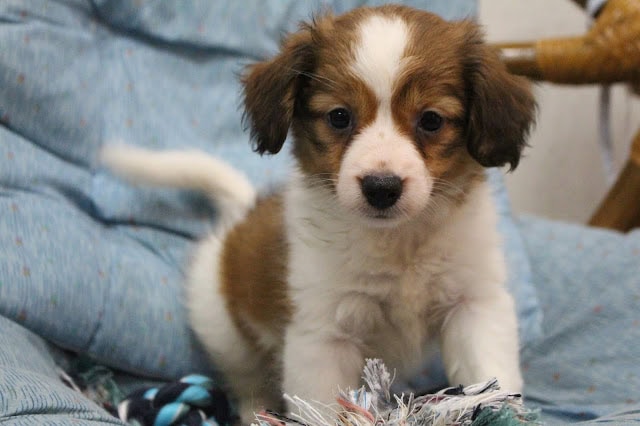 かわいい子犬のアップ写真です。.