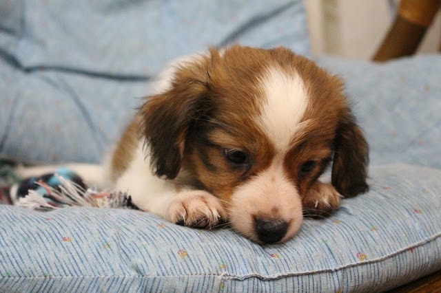 眠っている子犬のアップ写真.
