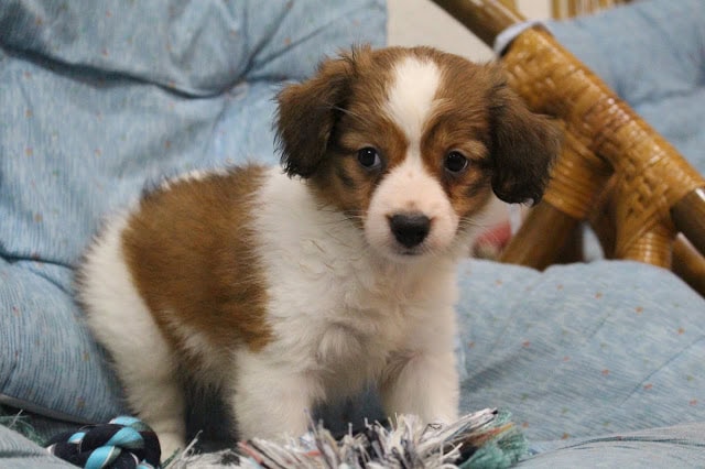 子犬のアップ写真、ふわふわの毛と大きな目が魅力的です.