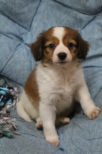 パピー犬がソファに座っている姿のALTタグ.