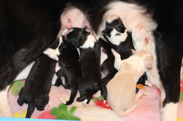 母犬と新生児子犬たちの愛らしい光景.
