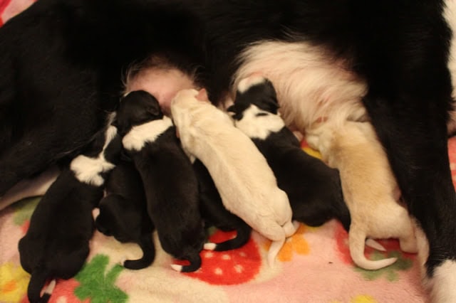 母犬と子犬たちの愛らしい親子の瞬間を捉えた写真です.