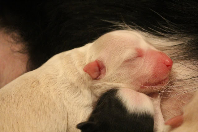 母親のそばで眠る子犬たち.