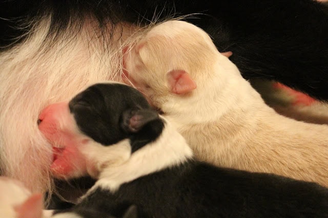 母親の乳房に寄り添う子猫たちのかわいい姿。.