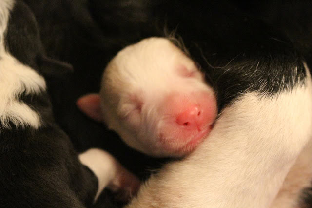 生まれたばかりの子犬が母親のそばで眠っています.