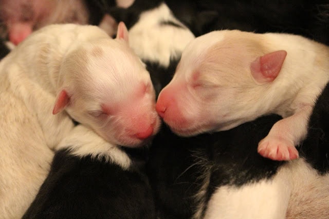 赤ちゃん犬が親犬と一緒に眠るかわいい瞬間.