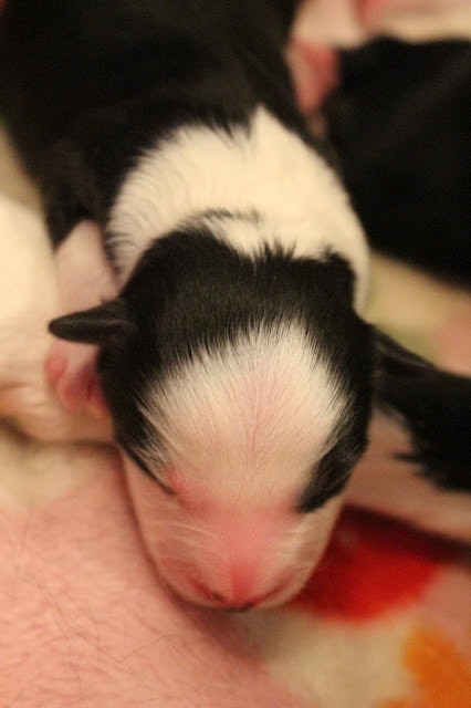 新生児の子犬のクローズアップ写真です。.