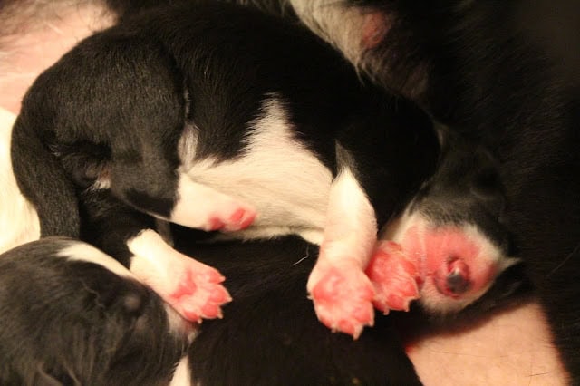 赤ちゃん犬が母親のそばで眠る姿.