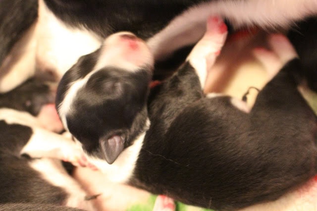 新生児の子犬たちが母親のそばで眠る様子.