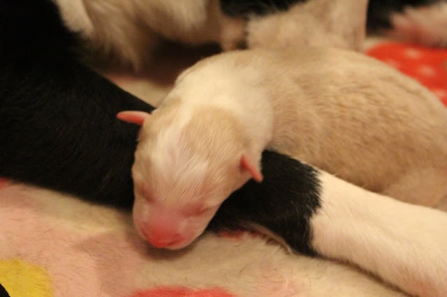 赤ちゃん子犬のかわいい寝顔と母犬の温かさ.