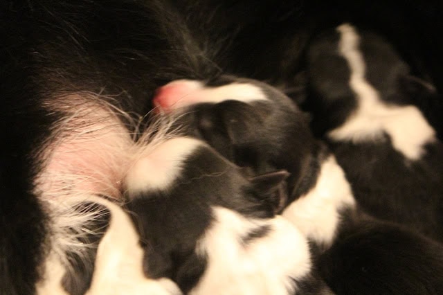 母親と新生児の子猫たちのかわいいシーン.