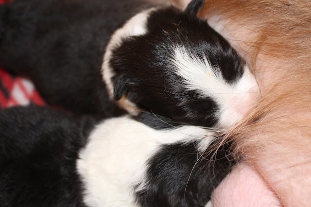 母親の乳に吸い付く子猫のかわいい姿.