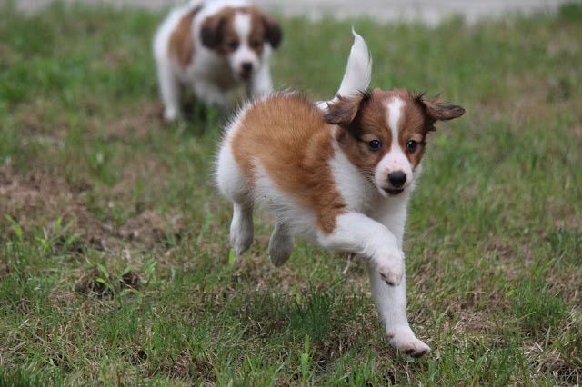 子犬たちが草原で遊びながら走る様子.