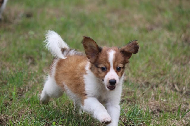 犬の子犬が草原を走る様子を捉えた写真です。.