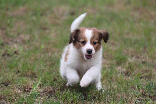 子犬が草原を走る様子.