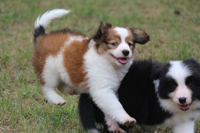 パリっ子とオパっ子のかわいい子犬の写真.