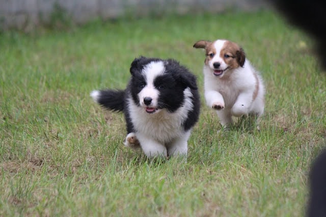 子犬たちが草原で遊ぶ様子.