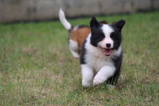子犬が元気に走る姿の写真です。.