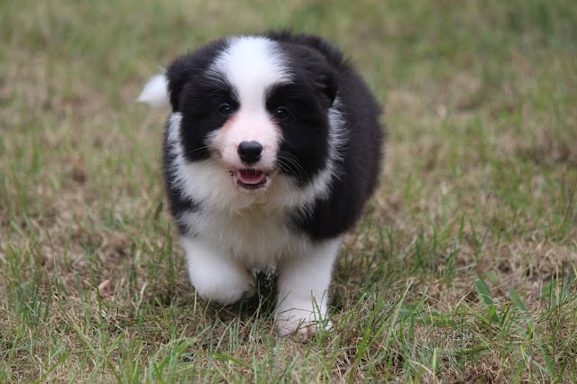 子犬の可愛らしい姿を自然の中で撮影した写真です。.