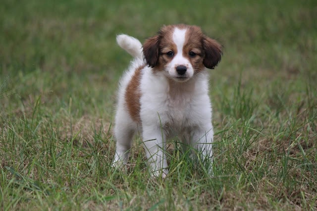 犬の子犬が草原で遊んでいる様子。.