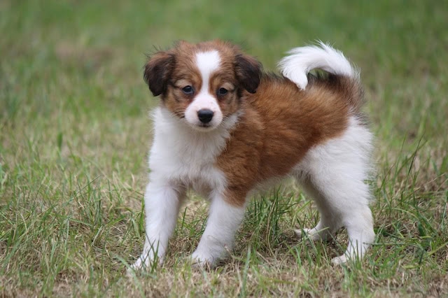 犬の子犬が草原で遊んでいる様子.