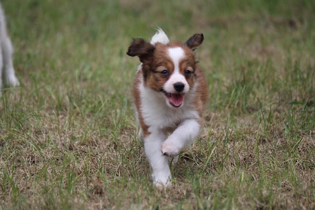 元気に走るかわいいジャックラッセルテリアの子犬.