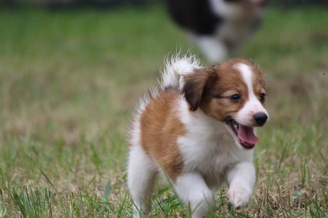 子犬が草原を楽しそうに走る様子.