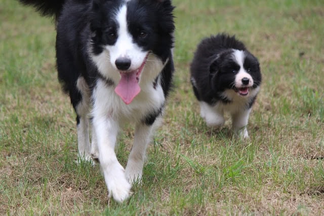 子犬たちが草原で遊びながら楽しそうに走る姿.