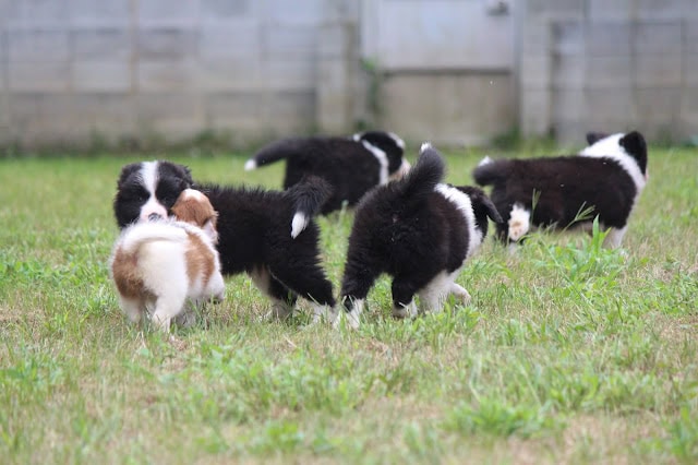子犬たちが草の上で遊んでいる様子の写真です。.