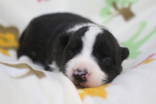 子犬の黒と白の毛色と眠っている姿を捉えた写真.