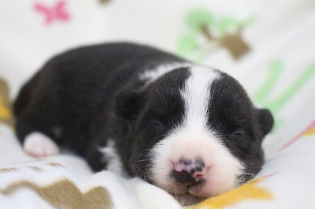 子犬の黒白のかわいい寝顔の写真です。.
