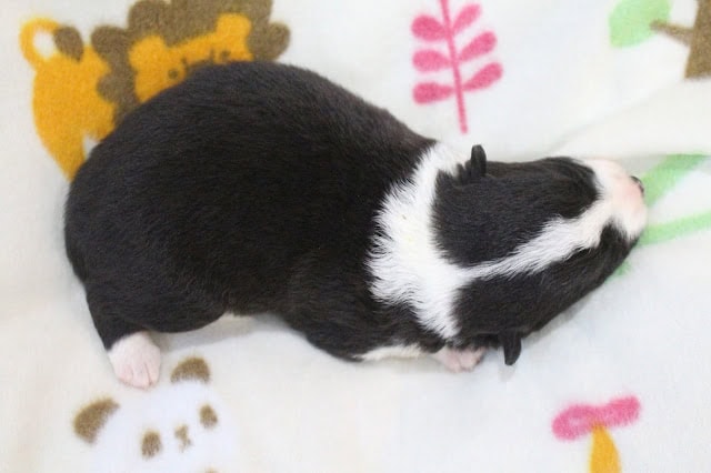 子犬の横顔とかわいい模様.