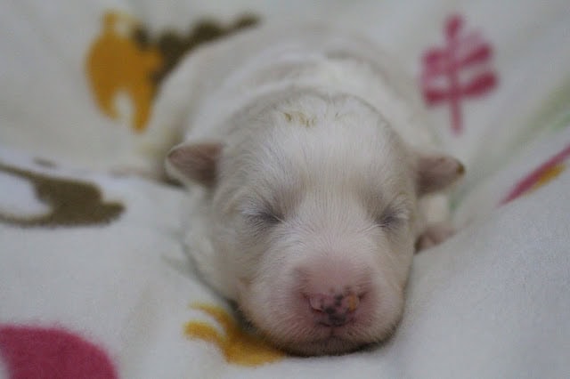 赤ちゃん犬の眠る姿、白い毛とピンクの鼻がかわいいです.