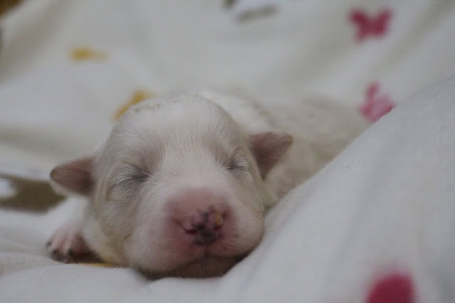 新生児の白い子犬が眠っている様子.