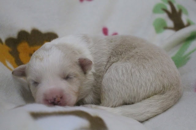 子犬が眠っている様子を撮影した画像です。.