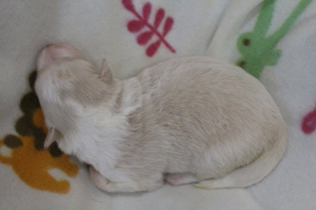 子猫が寝ている様子の写真です。.